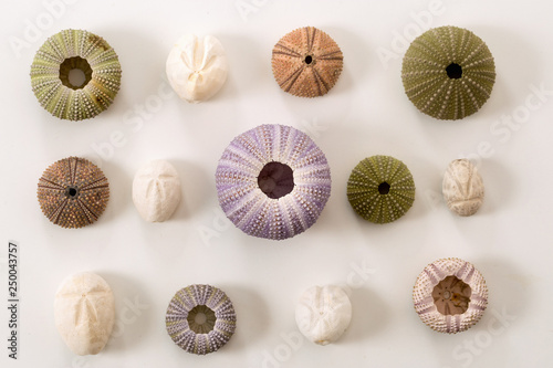 Collection of various sea urchins shells