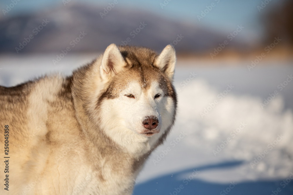 Gorgeous, free and happy siberian Husky dog sitting on the snow in winter forest on sunny day