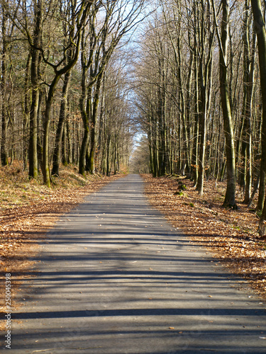empty road through a forest in springtime on a sunny day in Mülheim/Ruhr © Marcel