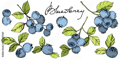 Vector Blueberry green and blue engraved ink art. Berries and green leaves. Isolated blueberry illustration element.