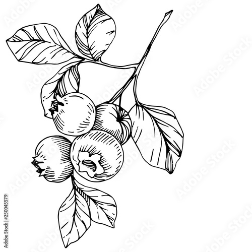 Vector Blueberry black and white engraved ink art. Berries and leaves. Isolated blueberry illustration element.