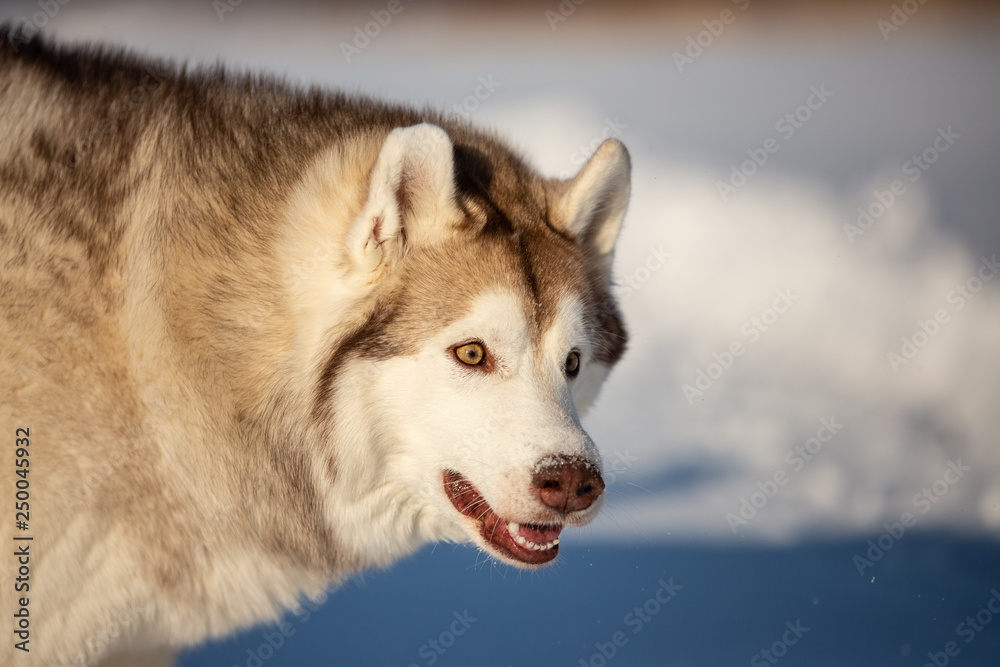 Funny, crazy and happy siberian Husky dog sitting on the snow in winter forest on sunny day