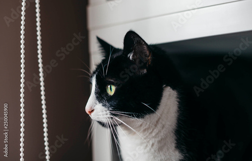 Mirada de gato