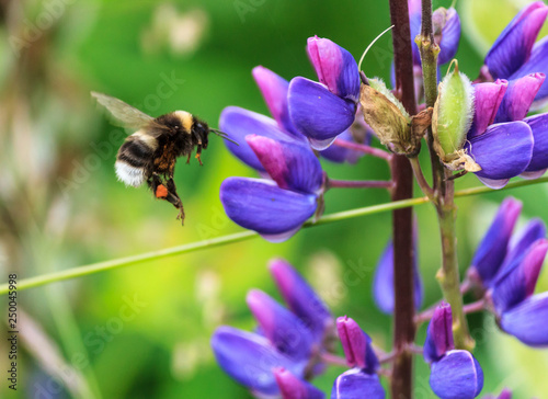 Bumblebee hanging near a flower