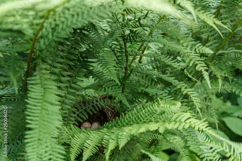 Bird's nest in fern bushes