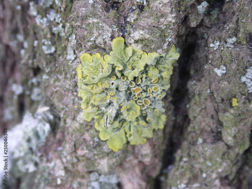 lichen on a bark, Lichen grows on rotten wood, lichen macro