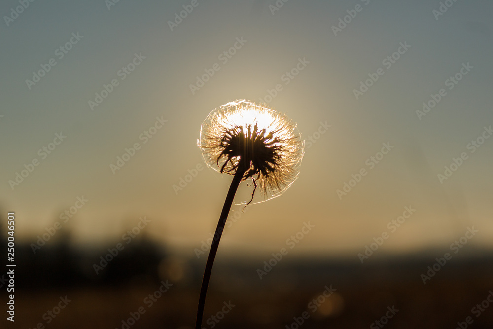 Dandelion closes the sun