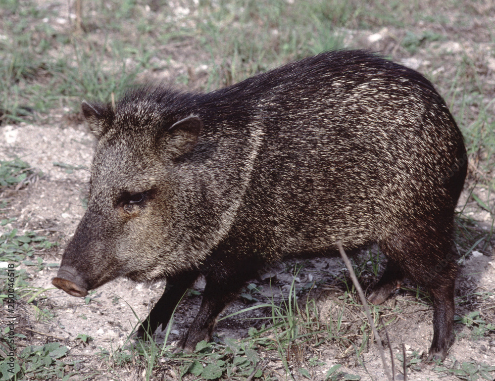 Feral Pig (Sus Scrofa) Feral Pig (Sus Scrofa)