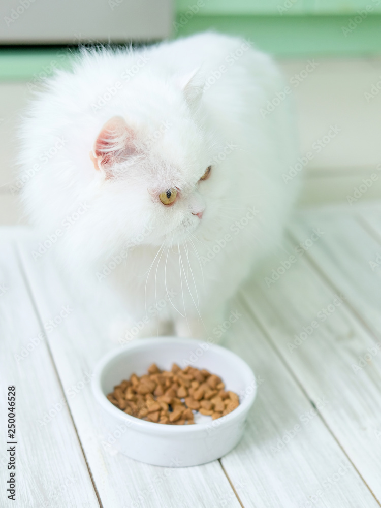 Persian cat cheap eating food