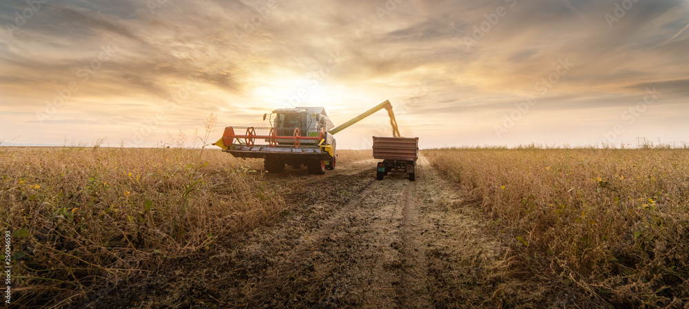 Fototapeta premium Pouring soy bean grain into tractor trailer after harvest