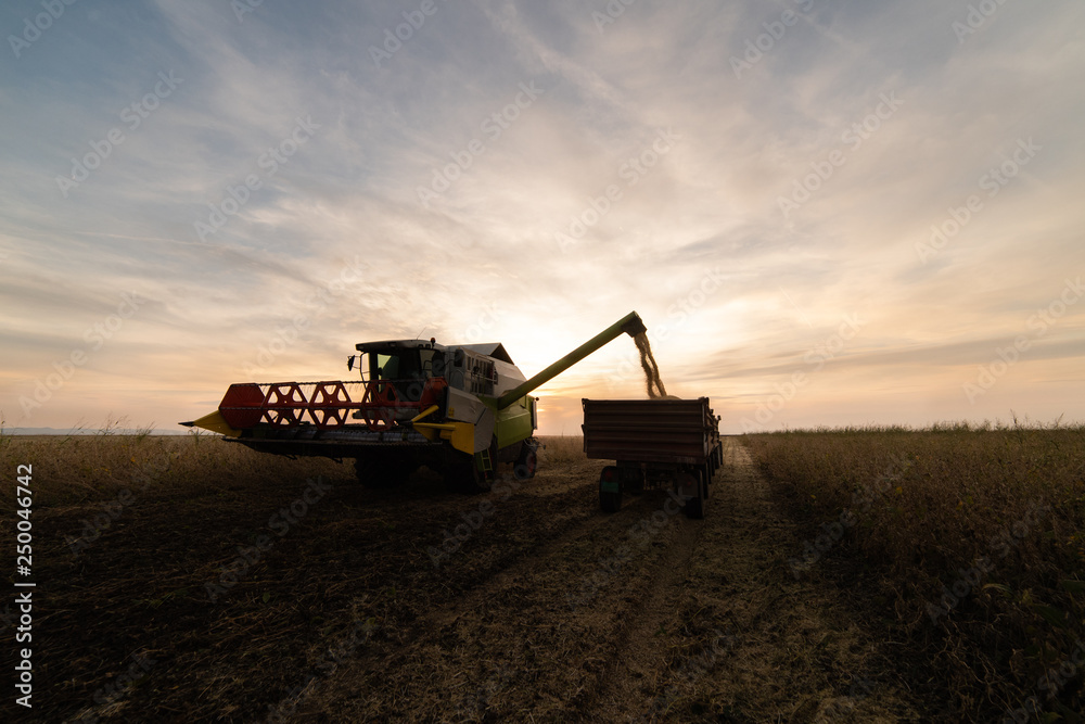 Fototapeta premium Pouring soy bean grain into tractor trailer after harvest