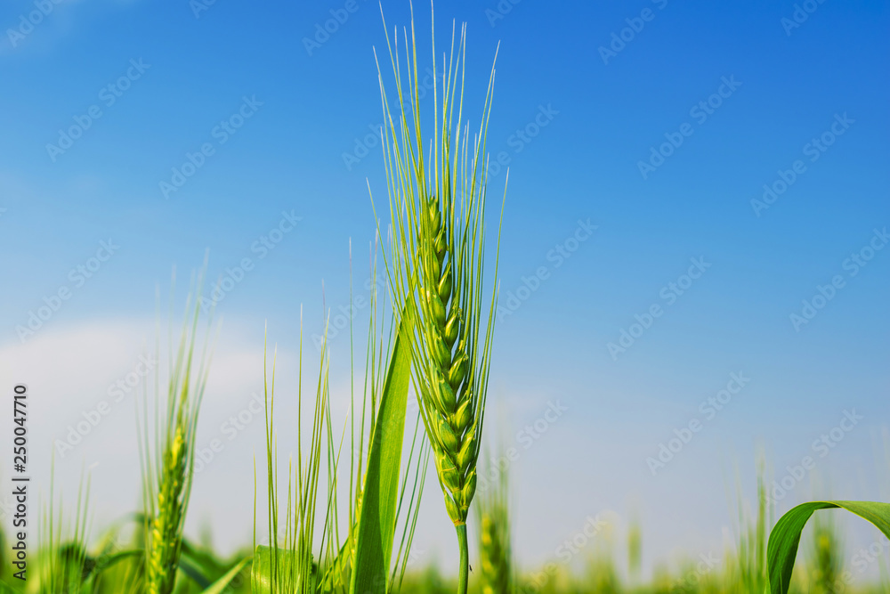 green wheat ears in a farm