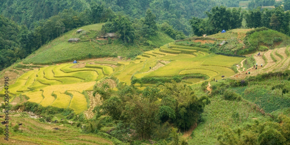 Vietnamese rice field in Sapa