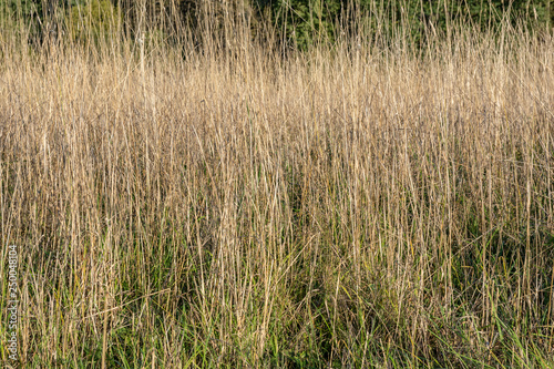 Last year's dried grass in the meadow in the spring