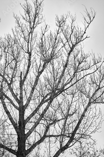 Silhouette of a tree branch against the sky, Black and white