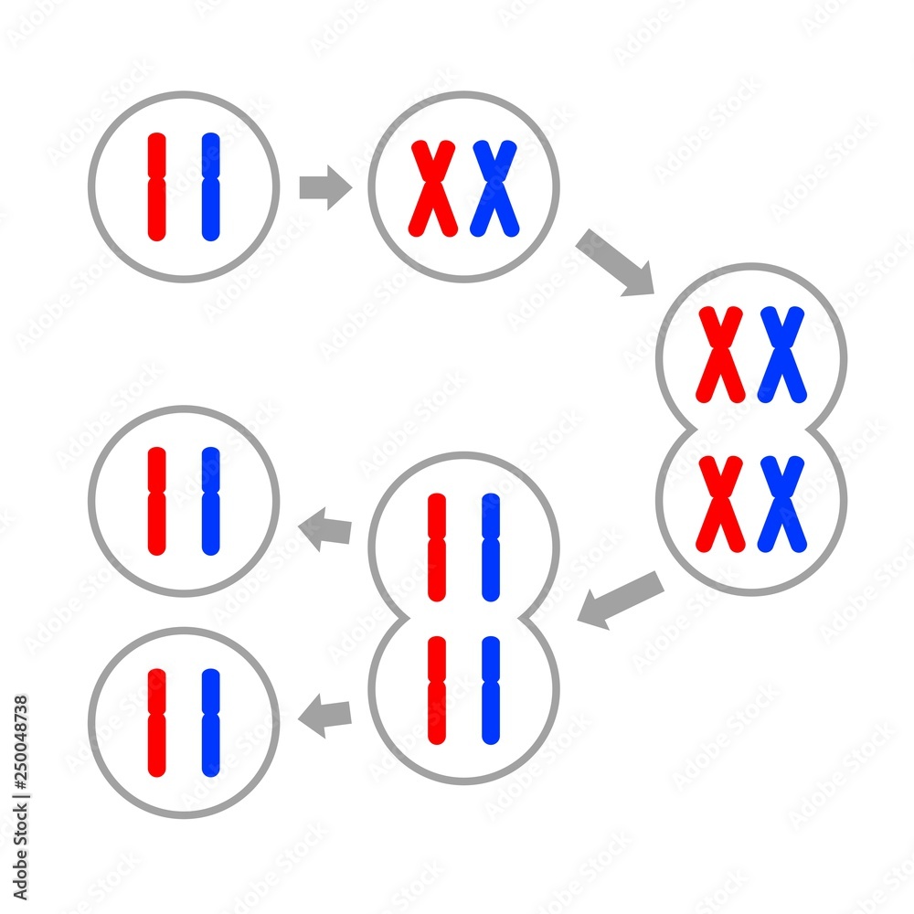 細胞分裂 Stock Illustration Adobe Stock