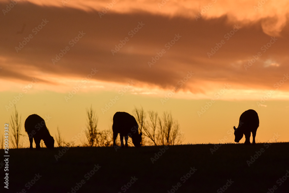 Cows fed  grass, in countryside, Pampas, Patagonia,Argentina