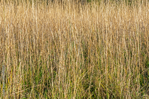 Last year's dried grass in the meadow in the spring
