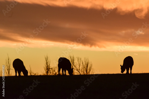 Cows fed  grass  in countryside  Pampas  Patagonia Argentina