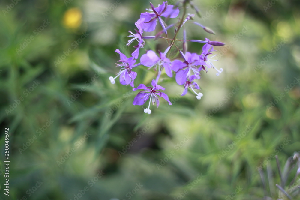 blue flowers on green background blue flowers on green background