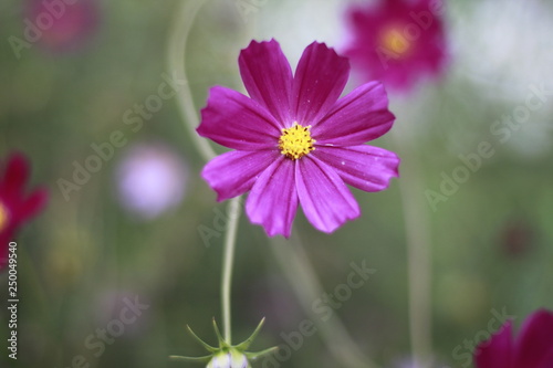 purple flower