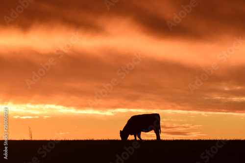 Cows fed grass, in countryside, Pampas, Patagonia,Argentina