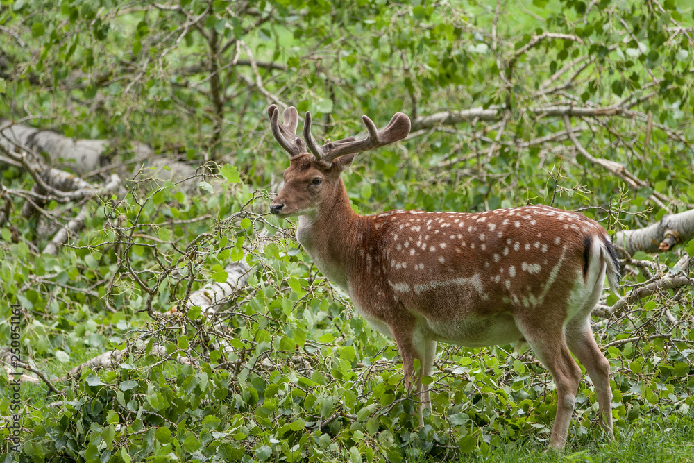 Damhirsch mit Bastgeweih im Dickicht