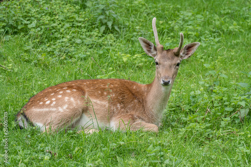 Junger Damhirsch mit missgebildetem Geweih