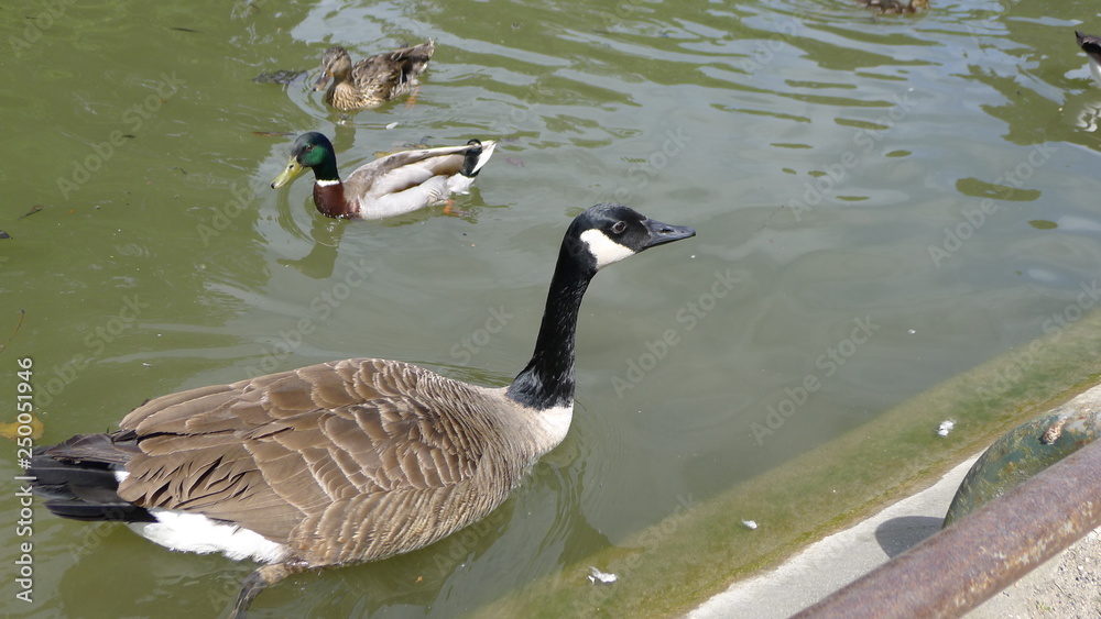 Obraz premium oie sauvage