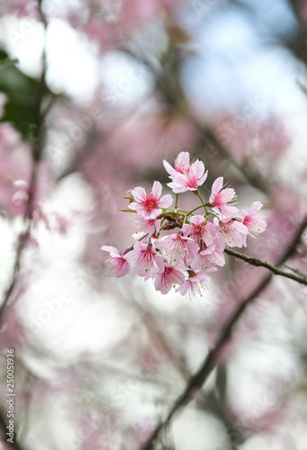  Beautiful pink Sakura flower blooming