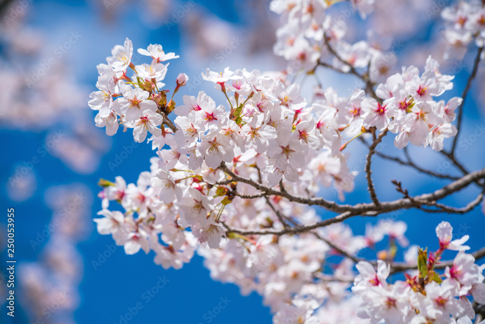 Beautiful cherry blossom sakura in spring time Beautiful cherry blossom sakura in spring time