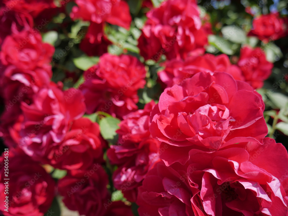 Red rose flower blooming in roses garden on background red roses flowers. Red rose flower blooming in roses garden on background red roses flowers.
