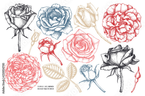 Collection of roses - flowers, buds, leaves drawings. Vector floral sketches set. Hand drawn botanical illustrations. Summer design elements. Pastel colored.
