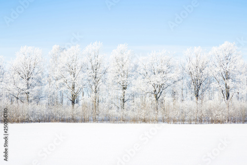 Row of bare trees with white, fresh snow in winter morning. Light blue sky. Cold weather. Nature background. 