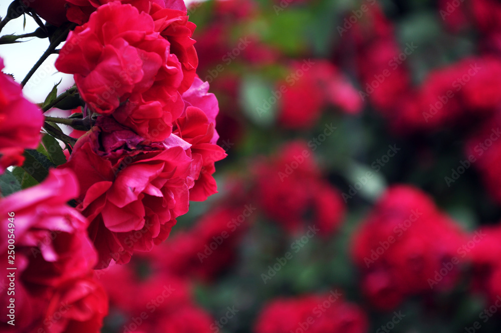 Red rose flower blooming in roses garden on background red roses flowers. Red rose flower blooming in roses garden on background red roses flowers.