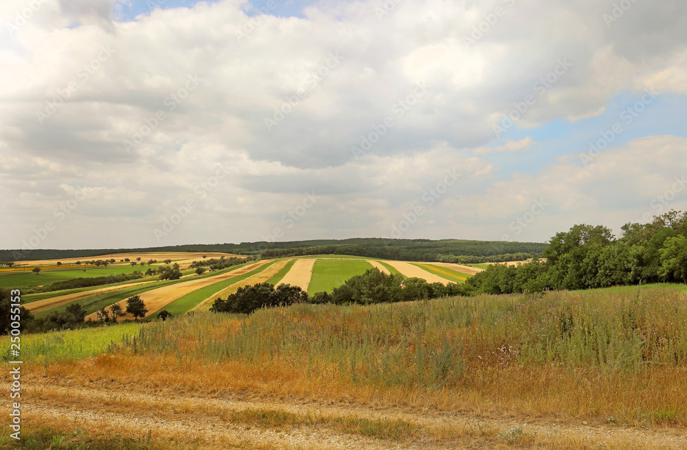 Fototapeta premium Planted agricultural crops field during summer
