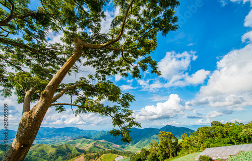 Trees on the Mountain