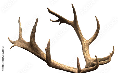 Large antler maral deer on a white background  isolate  horn