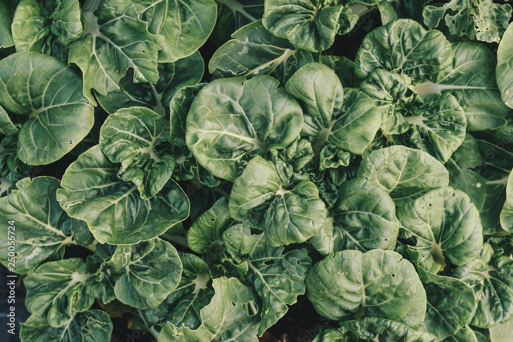 cabbage growing in the garden cabbage growing in the garden
