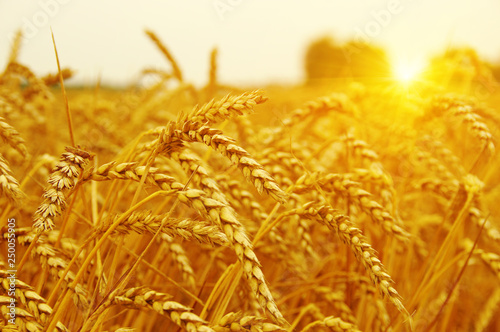 Wheat field on sun.