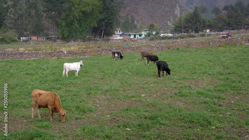 Cows in meadow. Obrajillo Andes Peru.  photo