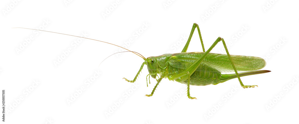 Green locust isolated on white Green locust isolated on white