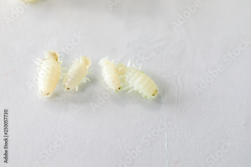 Isopoda (class Crustacea), Isopods live in the sea, in fresh water, Isopods have a chitinous exoskeleton and jointed limbs for education in Lab. photo