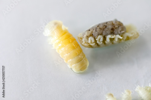 Isopoda (class Crustacea), Isopods live in the sea, in fresh water, Isopods have a chitinous exoskeleton and jointed limbs for education in Lab. photo
