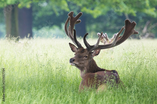 Male deer with large antlers in the grass