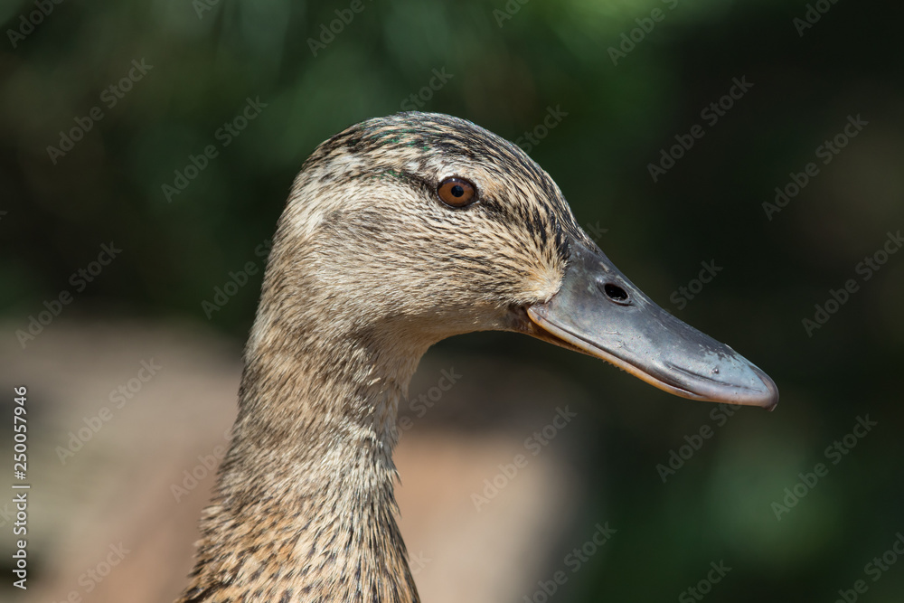 Close-up of a duck swimming in a pond Close-up of a duck swimming in a pond