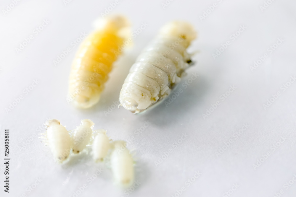 Naklejka premium Isopoda (class Crustacea), Isopods live in the sea, in fresh water, Isopods have a chitinous exoskeleton and jointed limbs for education in Lab.