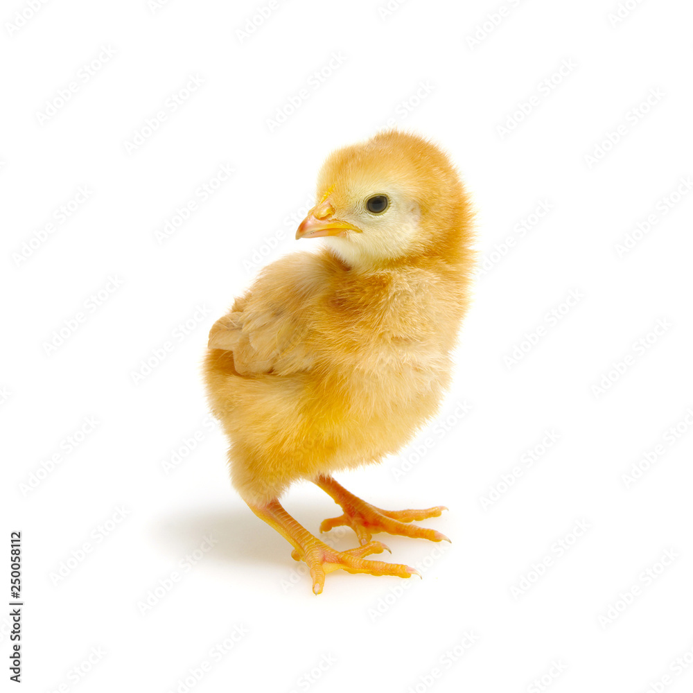 Fototapeta premium Chicks isolated on white