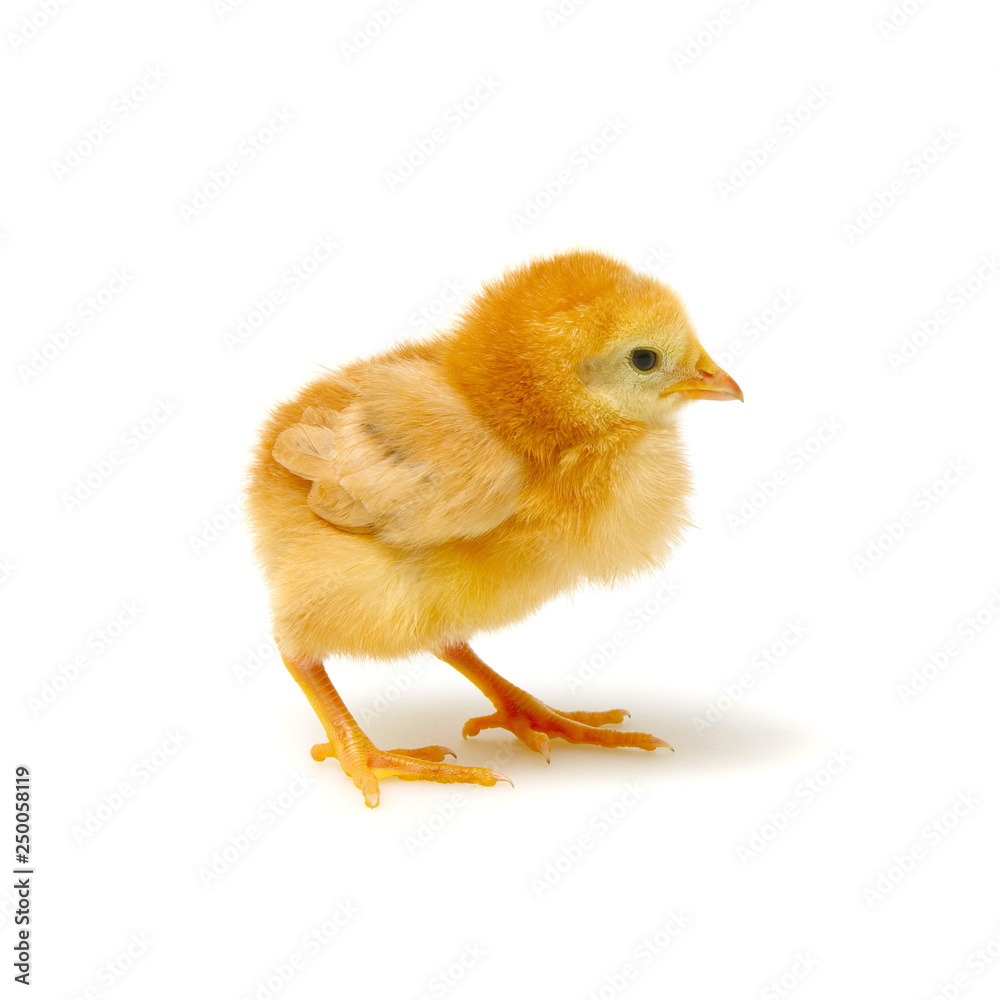 Obraz premium Chick isolated on white