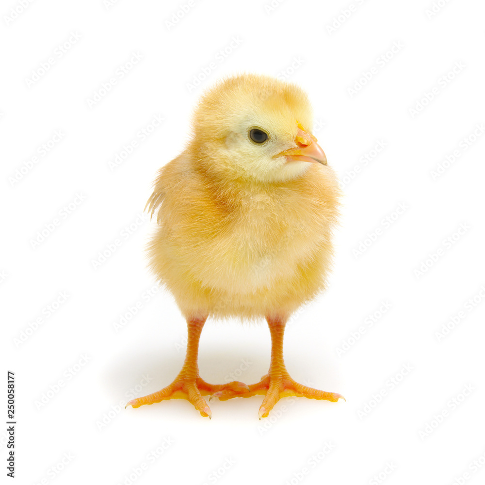 Fototapeta premium little newborn chickens isolated on white background